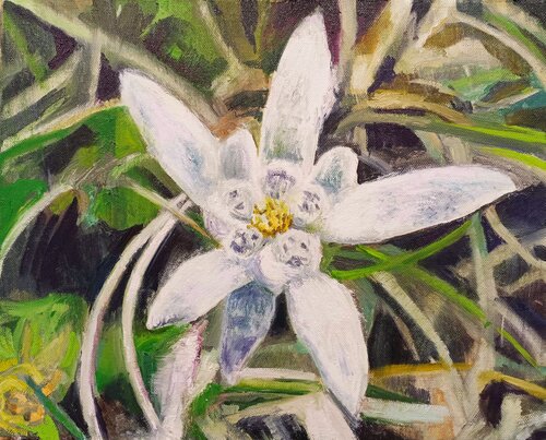 Star - Edelweiss von Paolo Mori, Malerei kaufen auf Singulart