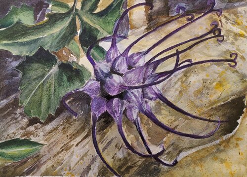 Physoplexis comosa - serie fiori delle Dolomiti von Paolo Mori, Malerei kaufen auf Singulart