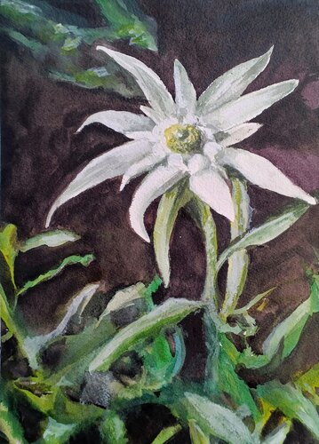 Leontopodium alpinum - Stella alpina - serie fiori delle Dolomiti von Paolo Mori, Malerei kaufen auf Singulart