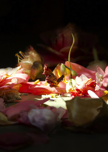 Ritual von Susana López F, Fotografie kaufen auf Singulart