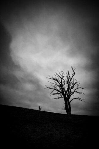 Spaziergänger und ein alter knorriger Baum di Ezra Portent, Fotografia in vendita su Singulart