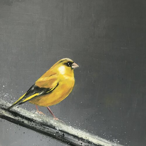 Greenfinch on Silver Branch di Laure Bury, Pittura in vendita su Singulart