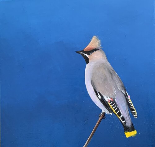 Bohemian waxwing von Laure Bury, Malerei kaufen auf Singulart
