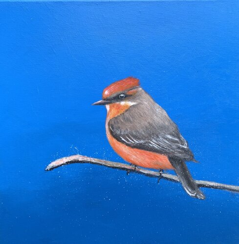 Vermilion Fly catcher par Laure Bury, Peinture en vente sur Singulart
