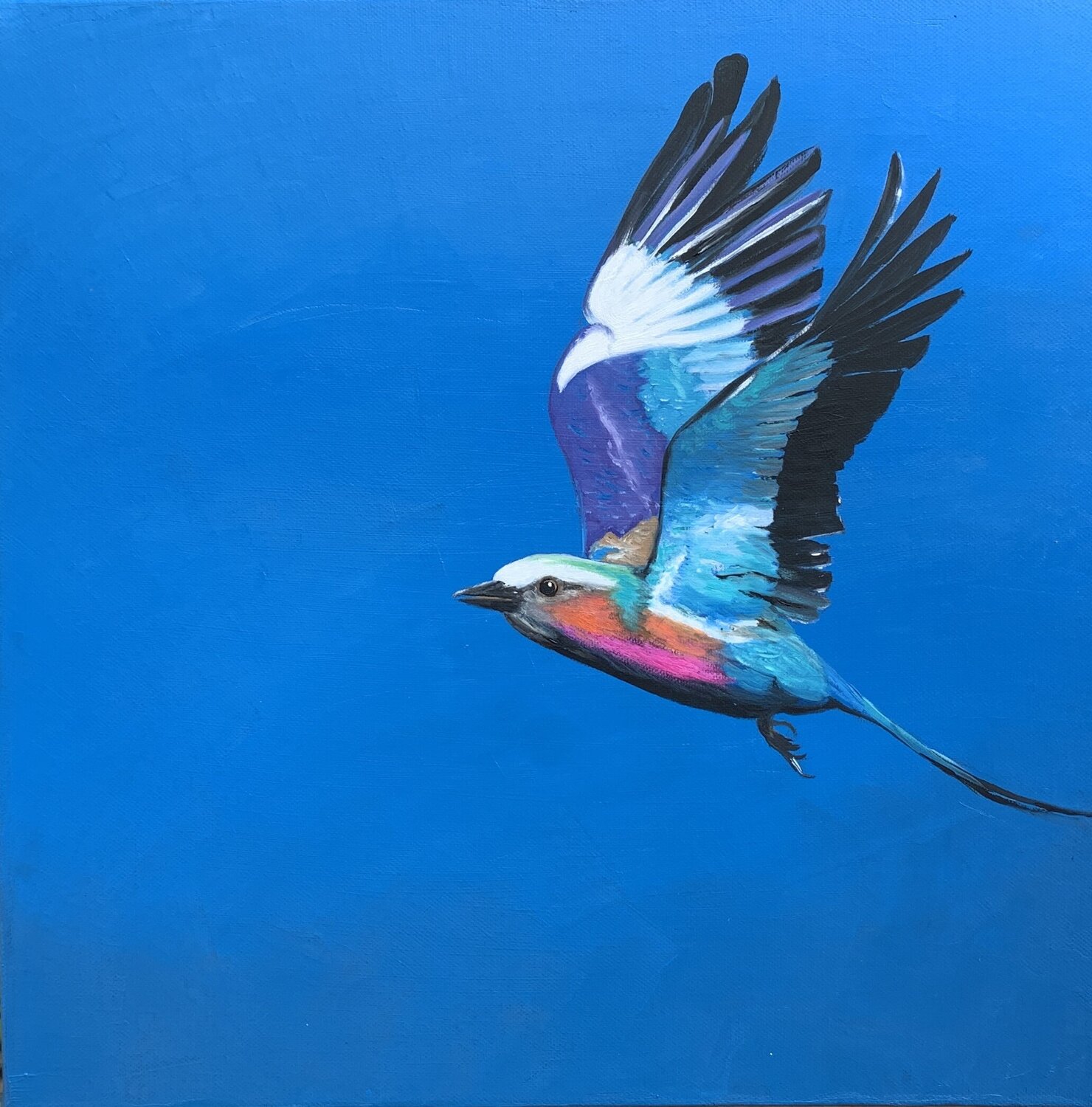 Lilac Breasted Roller in Flight II Laure Bury