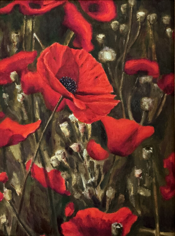 Poppies Thomas Sipos