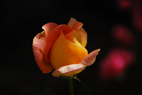 Shadows on the rose van decolor feroz, Fotografie te koop op Singulart