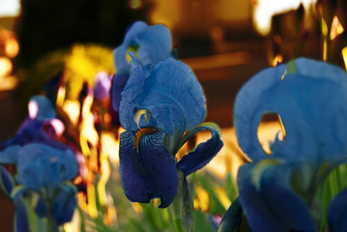 Lilies of the storm by decolor feroz, Photography for Sale on Singulart