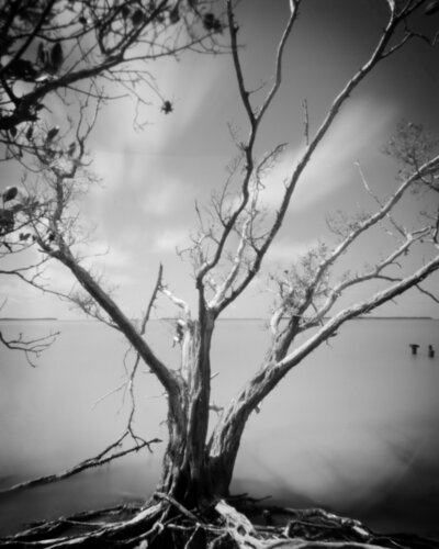 The afterlife of a tree di Rudy Umans, Fotografia in vendita su Singulart