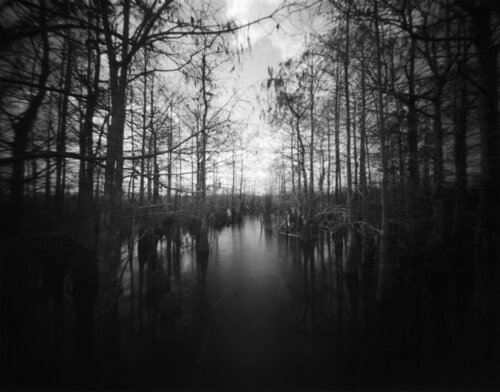 Inside a Cypress Head di Rudy Umans, Fotografia in vendita su Singulart