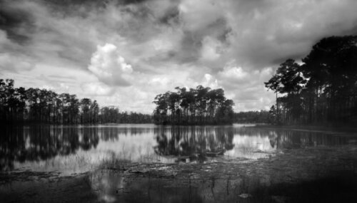 Everglades - Long Pine Key Island van Rudy Umans, Fotografie te koop op Singulart