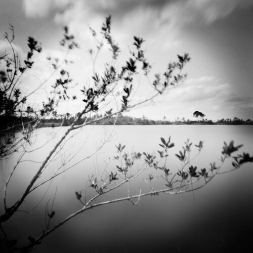 Everglades - Long Pine Key Island van Rudy Umans, Fotografie te koop op Singulart
