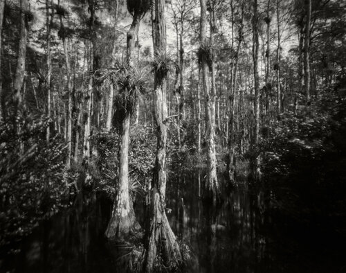 Big Cypress National Preserve van Rudy Umans, Fotografie te koop op Singulart