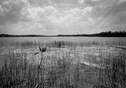 Mangrove in West Lake, Everglades von Rudy Umans, Fotografie kaufen auf Singulart