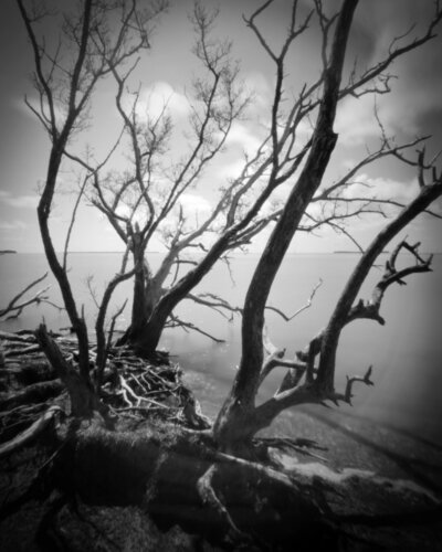 Trees and seascape in the Everglades van Rudy Umans, Fotografie te koop op Singulart