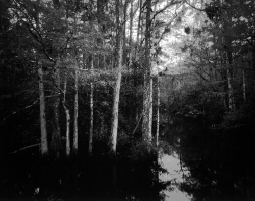 Big Cypress pinhole -23 van Rudy Umans, Fotografie te koop op Singulart