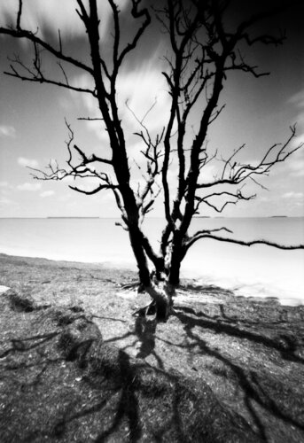The afterlife of a tree - 2 di Rudy Umans, Fotografia in vendita su Singulart