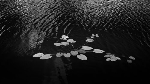 leaves on rippling waters von Rudy Umans, Fotografie kaufen auf Singulart