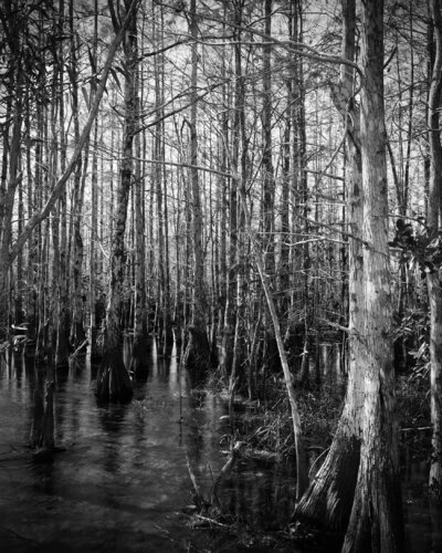 inside a Cypress Head di Rudy Umans, Fotografia in vendita su Singulart