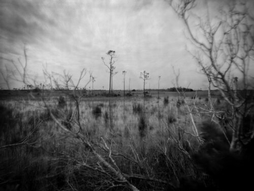 Everglades Prairie von Rudy Umans, Fotografie kaufen auf Singulart