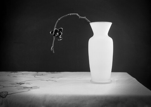 Vase and Flower by Rudy Umans, Photography for Sale on Singulart
