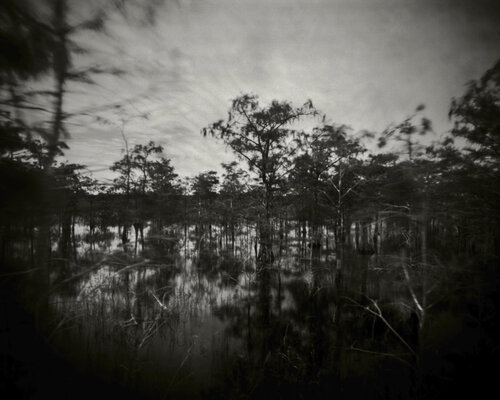 Mysterious Swamp von Rudy Umans, Fotografie kaufen auf Singulart