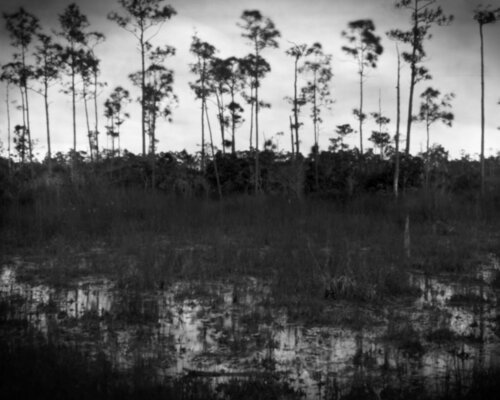 Everglades Landscape in B/W von Rudy Umans, Fotografie kaufen auf Singulart