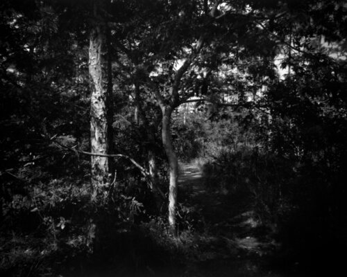 Everglades Landscape in B/W von Rudy Umans, Fotografie kaufen auf Singulart