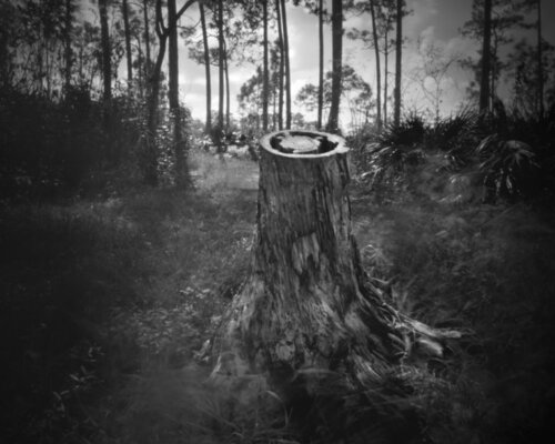 Euthanesia of a Tree von Rudy Umans, Fotografie kaufen auf Singulart
