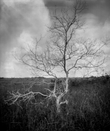 Tree after life von Rudy Umans, Fotografie kaufen auf Singulart