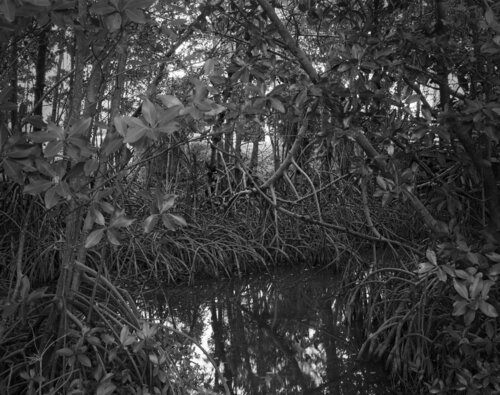 Mangrove Forest van Rudy Umans, Fotografie te koop op Singulart
