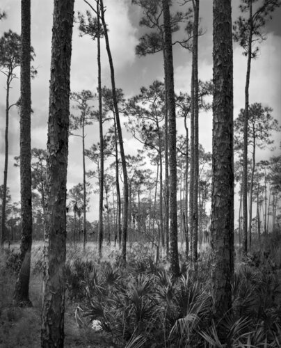 Slash Pines de Rudy Umans, Fotografía a la venta en Singulart