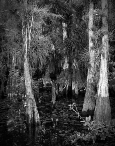 inside a Cypress Head di Rudy Umans, Fotografia in vendita su Singulart