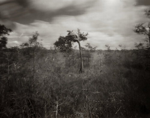 Bended tree von Rudy Umans, Fotografie kaufen auf Singulart