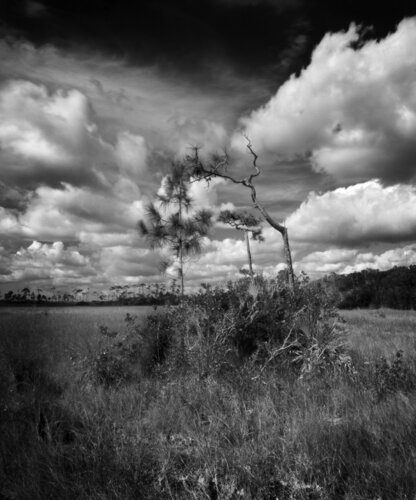 Lonely Trees Under Dramatic Sky von Rudy Umans, Fotografie kaufen auf Singulart