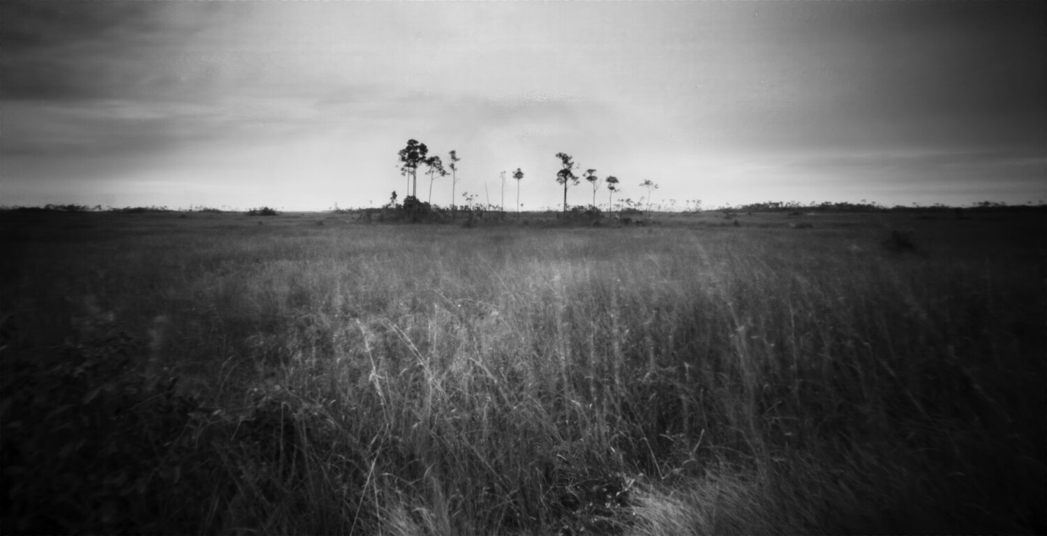 Trees in the Everglades Rudy Umans