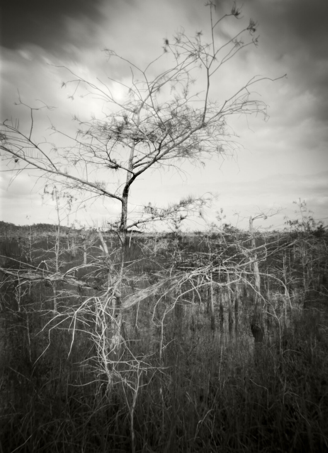 Mystical tree in the Everglades Rudy Umans
