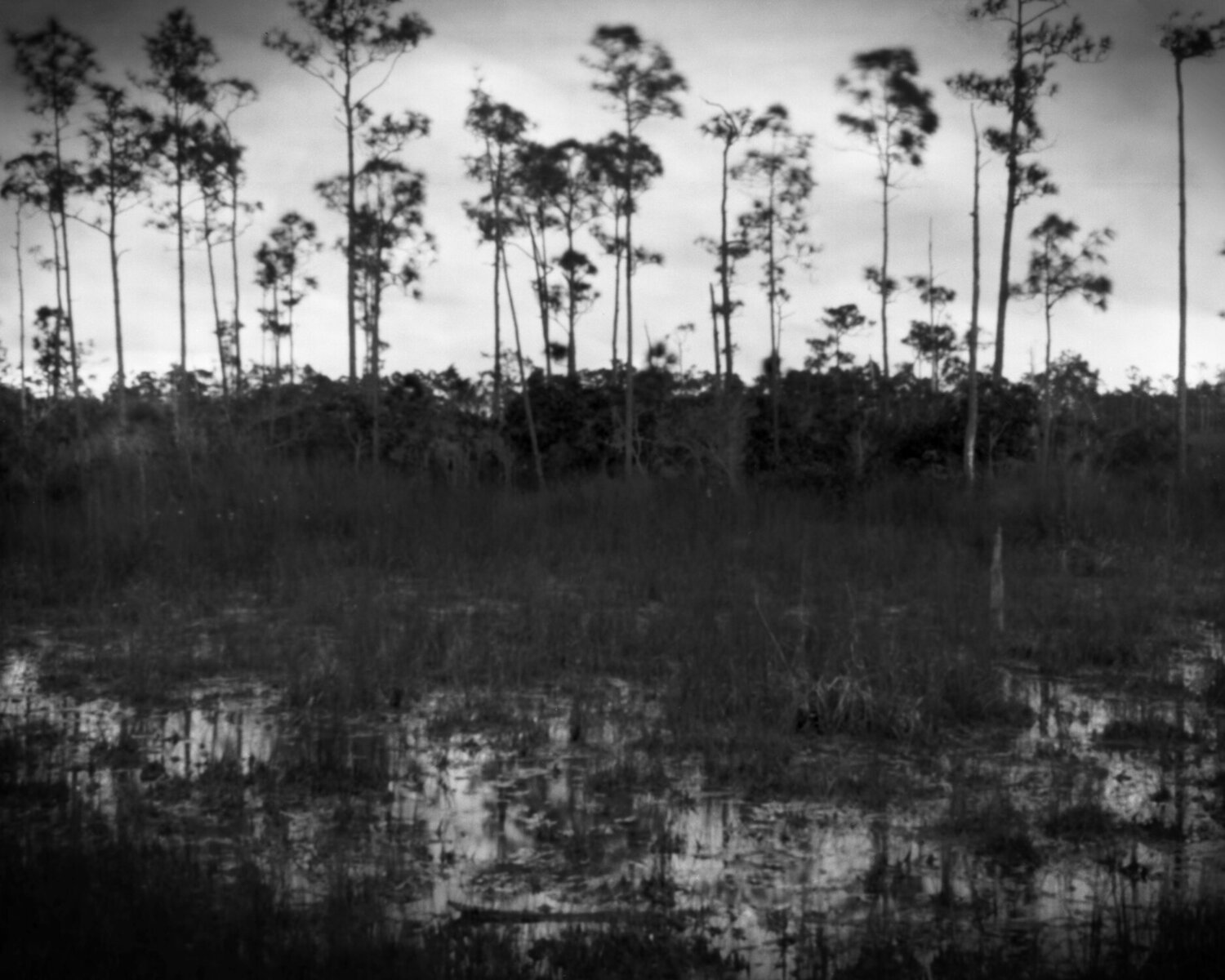 Everglades Landscape in B/W Rudy Umans