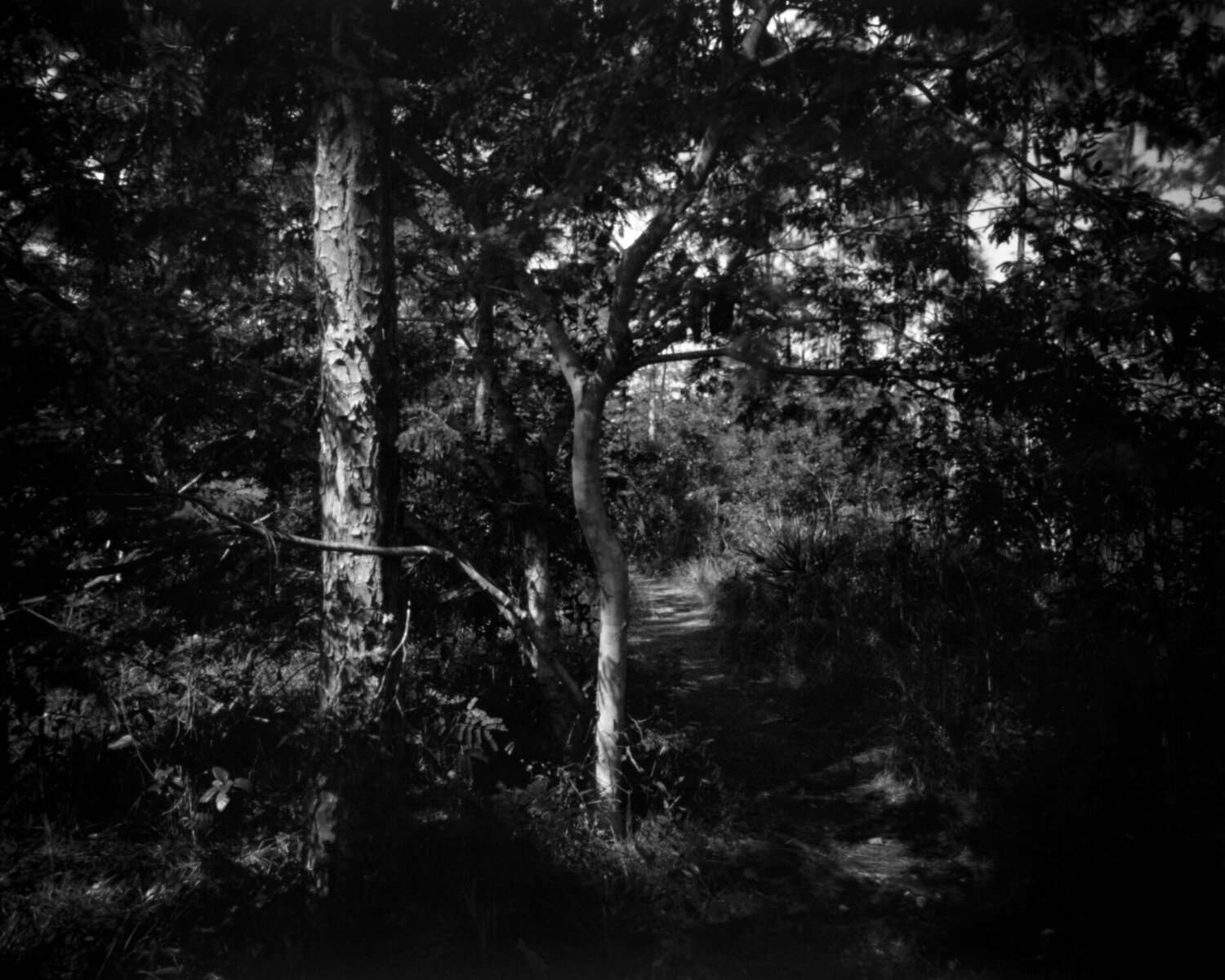 Everglades Landscape in B/W Rudy Umans