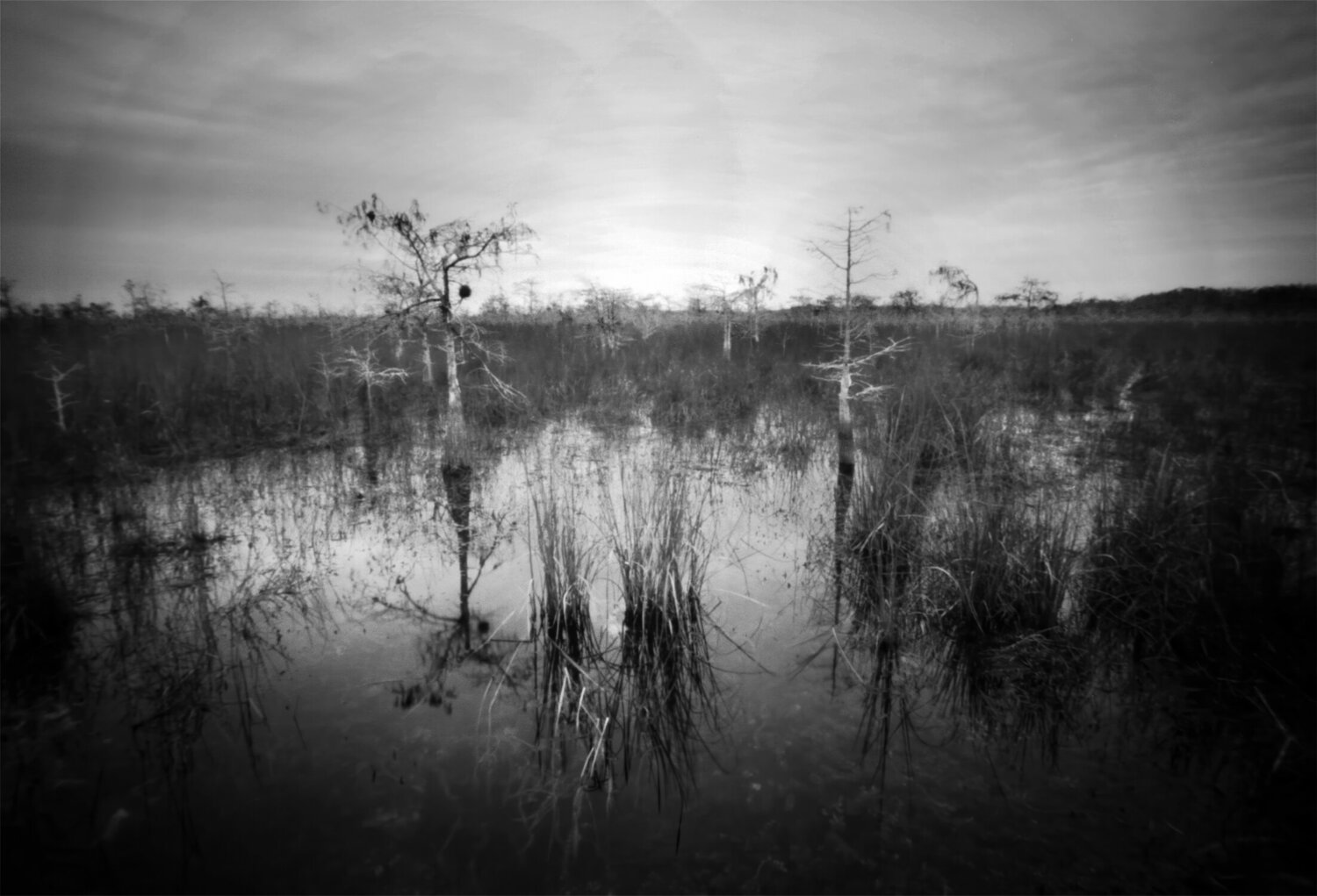 Dwarf Cypress Trees Rudy Umans