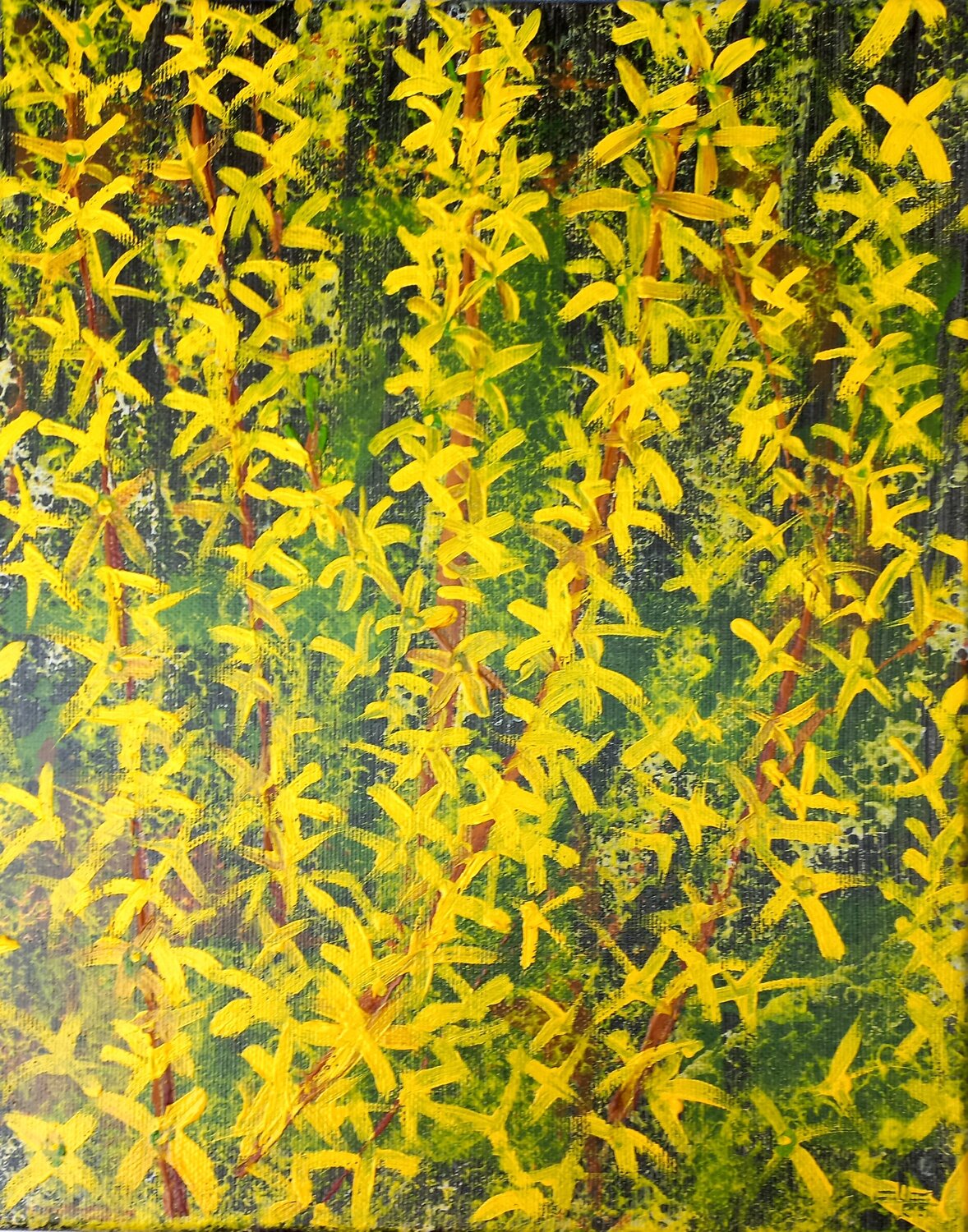 Forsythien (154) Dieter Becker