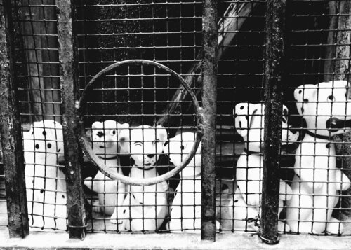 101 Dalmatiner Annett Siviglia-Mann