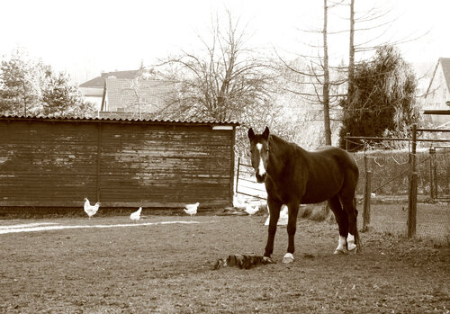 Il Cavallo in Pensione Annett Siviglia-Mann