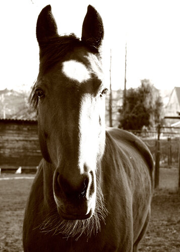 Ritratto Cavallo van Annett Siviglia-Mann, Fotografie te koop op Singulart