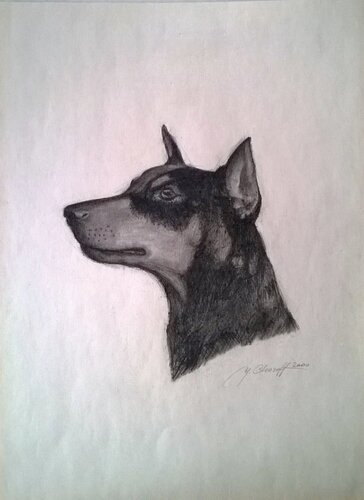 Doberman di Youri Chasov, Disegno in vendita su Singulart