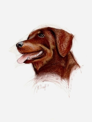 Rottweiler von Youri Chasov, Zeichnungen kaufen auf Singulart