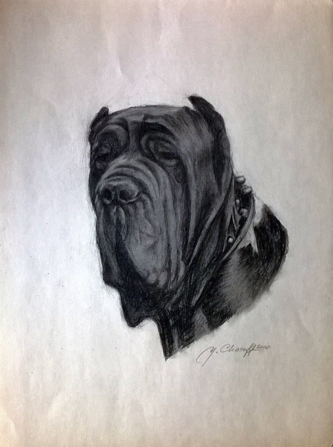 Cane corso Youri Chasov