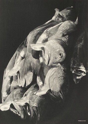 School of fish by Therese Le Prat von VERVE Revue, Druck kaufen auf Singulart