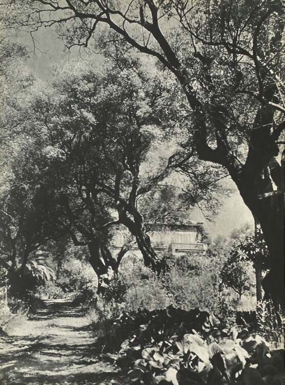 Renoir's garden by Willy Maywald VERVE Revue