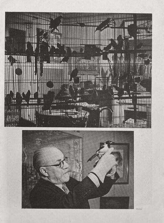 Henri Matisse's birds by Brassaï VERVE Revue